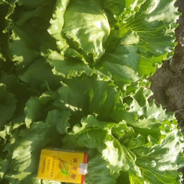 结球生菜1斤以上