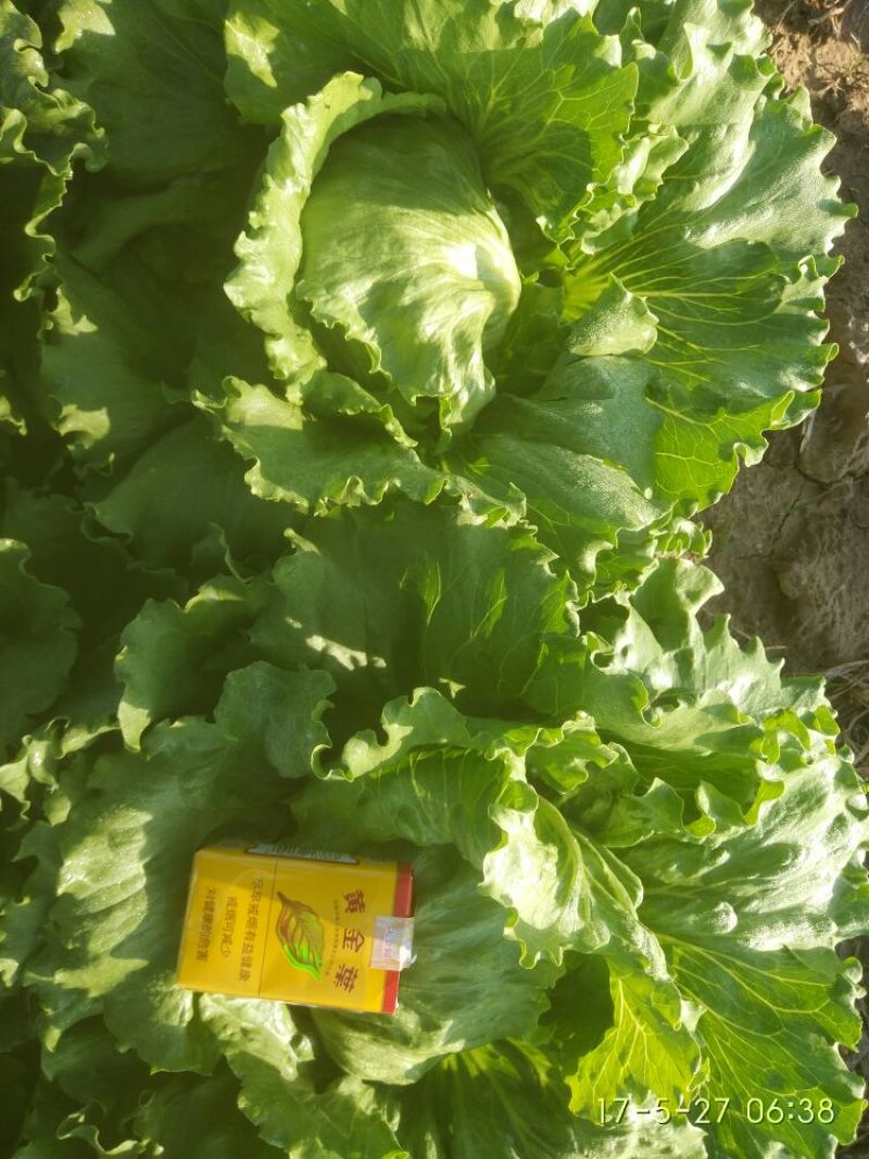 结球生菜1斤以上