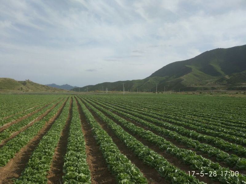 结球生菜1斤以上