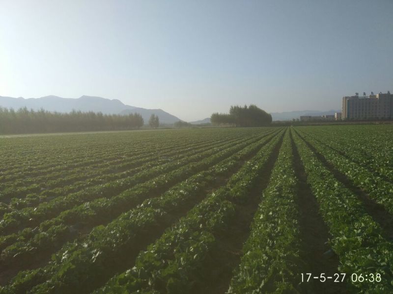 结球生菜1斤以上