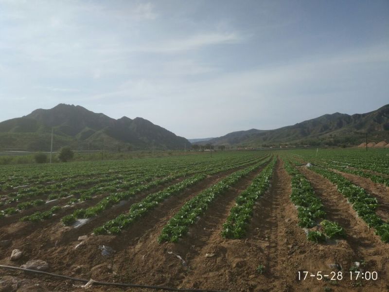 结球生菜1斤以上