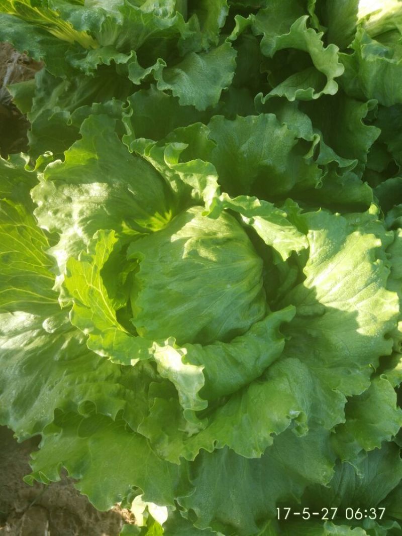 结球生菜1斤以上