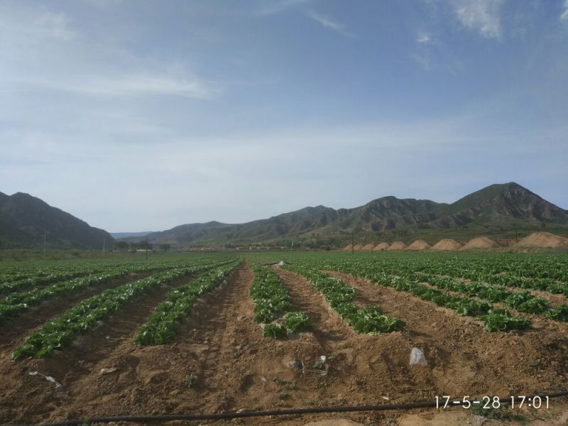 结球生菜1斤以上
