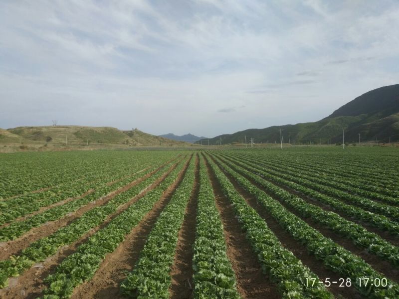 结球生菜1斤以上