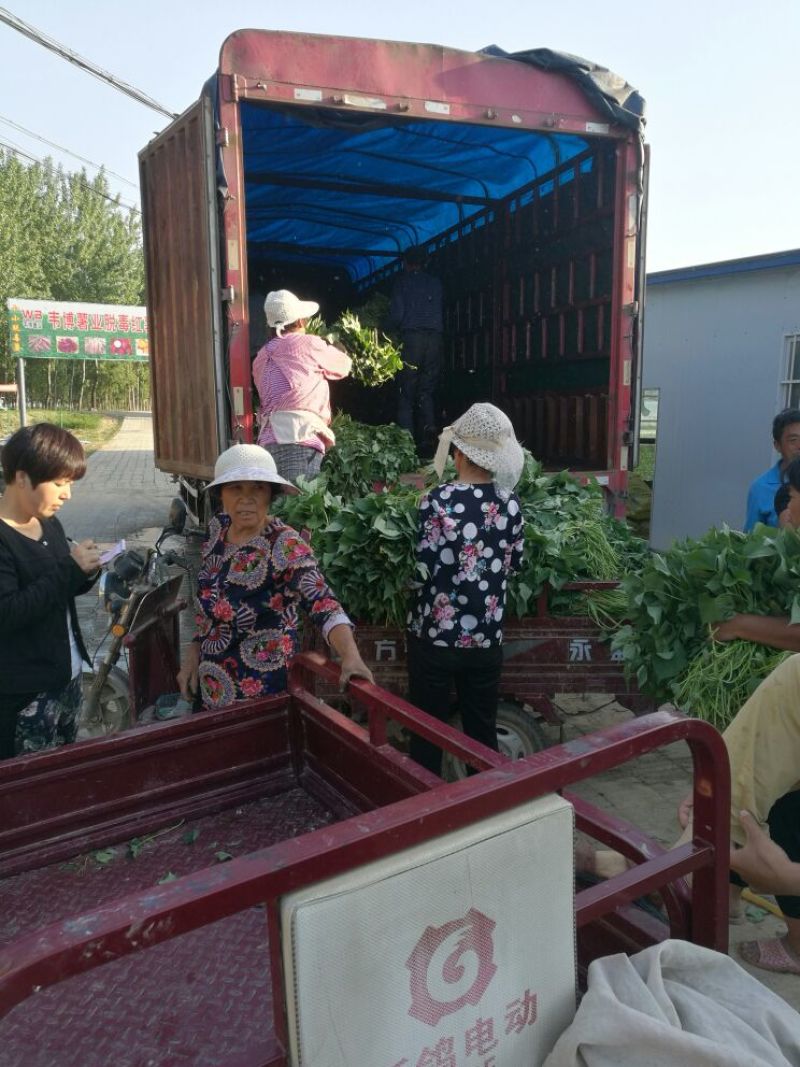 龙薯九号红薯苗脱毒西瓜红红薯苗25~35cm量大从优