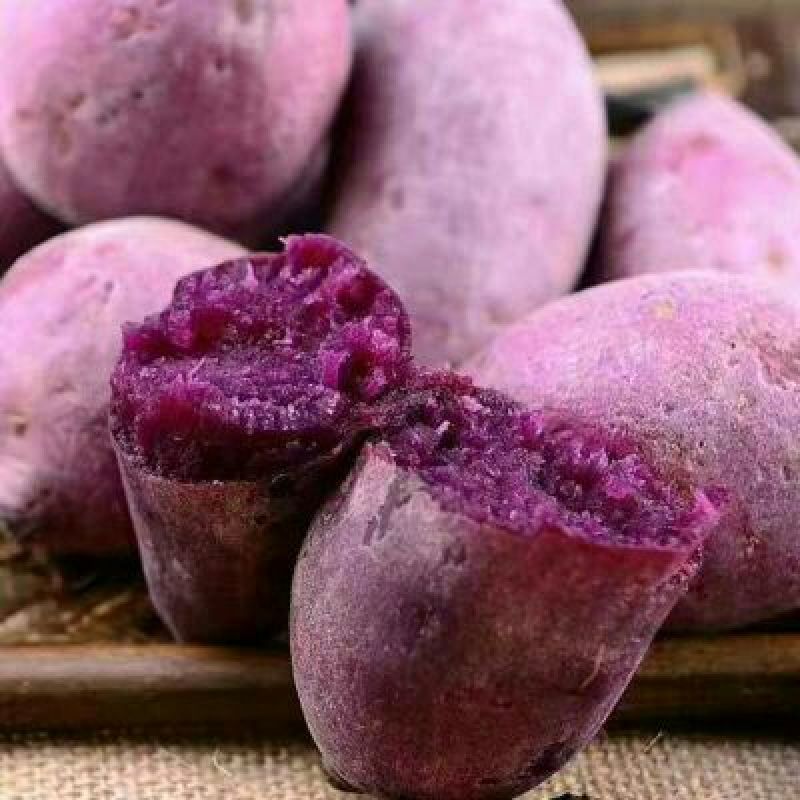 龙薯九号红薯苗脱毒西瓜红红薯苗25~35cm量大从优