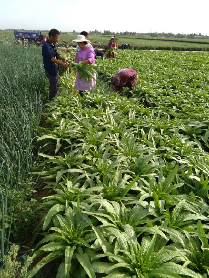 尖叶莴笋青皮清肉2斤以上40~50cm