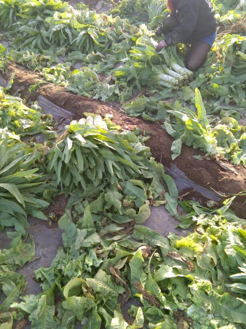 尖叶莴笋青皮清肉2斤以上40~50cm
