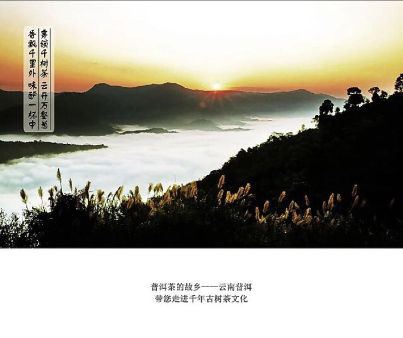 古树普洱茶