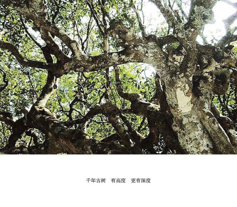 古树普洱茶
