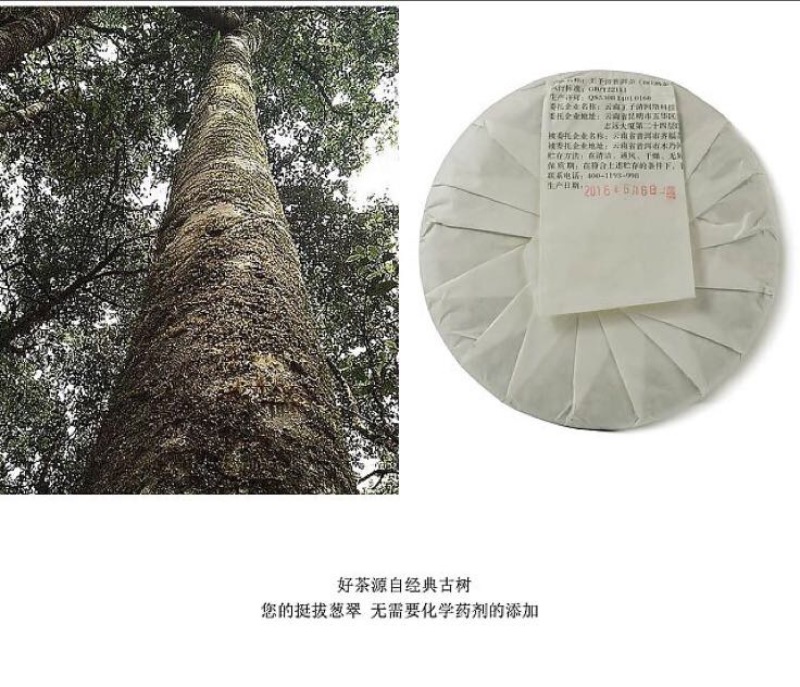 古树普洱茶