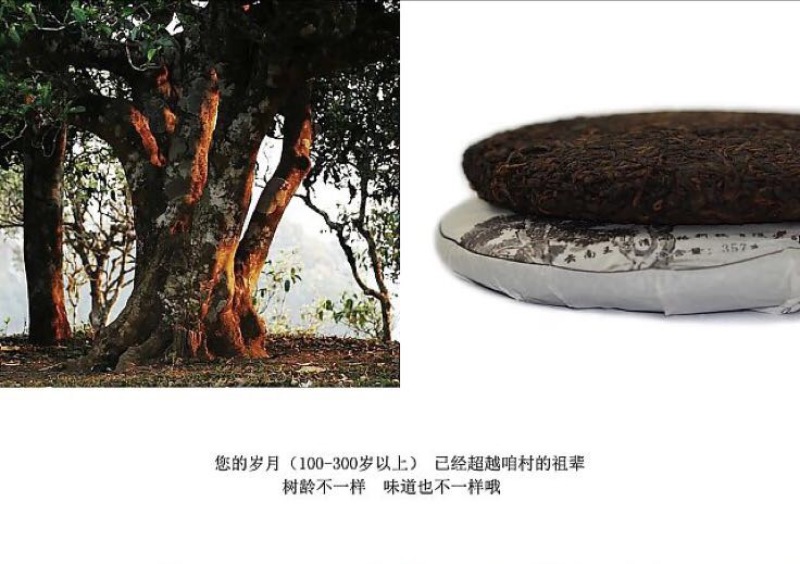 古树普洱茶
