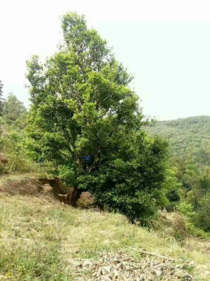 百年大树茶一级