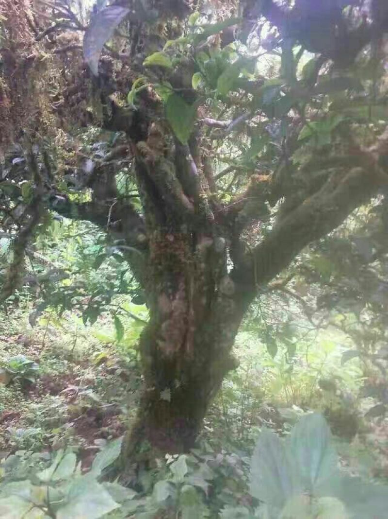百年大树茶一级