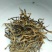 百年大树茶一级