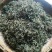 百年大树茶一级