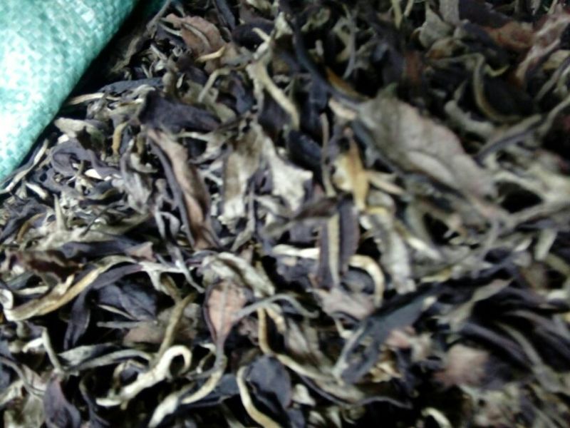百年大树茶一级