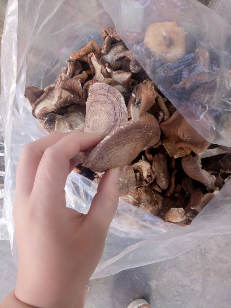 干蘑菇特级4cm