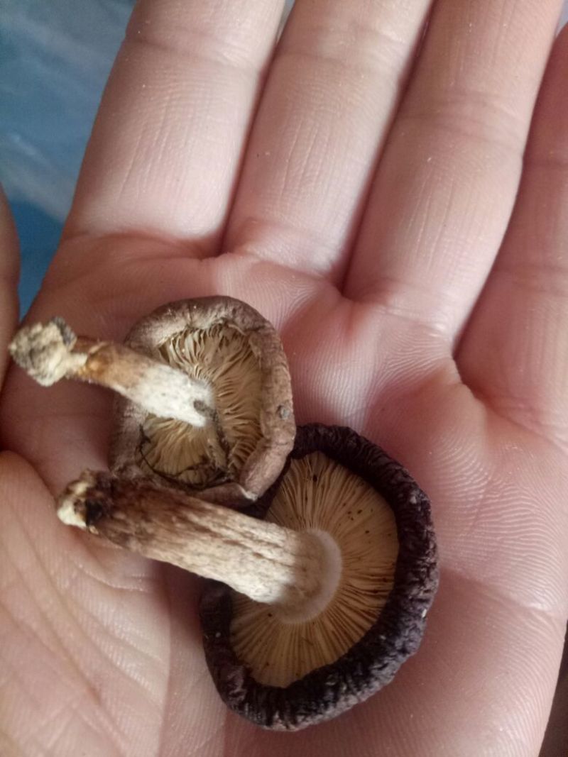 干蘑菇特级4cm