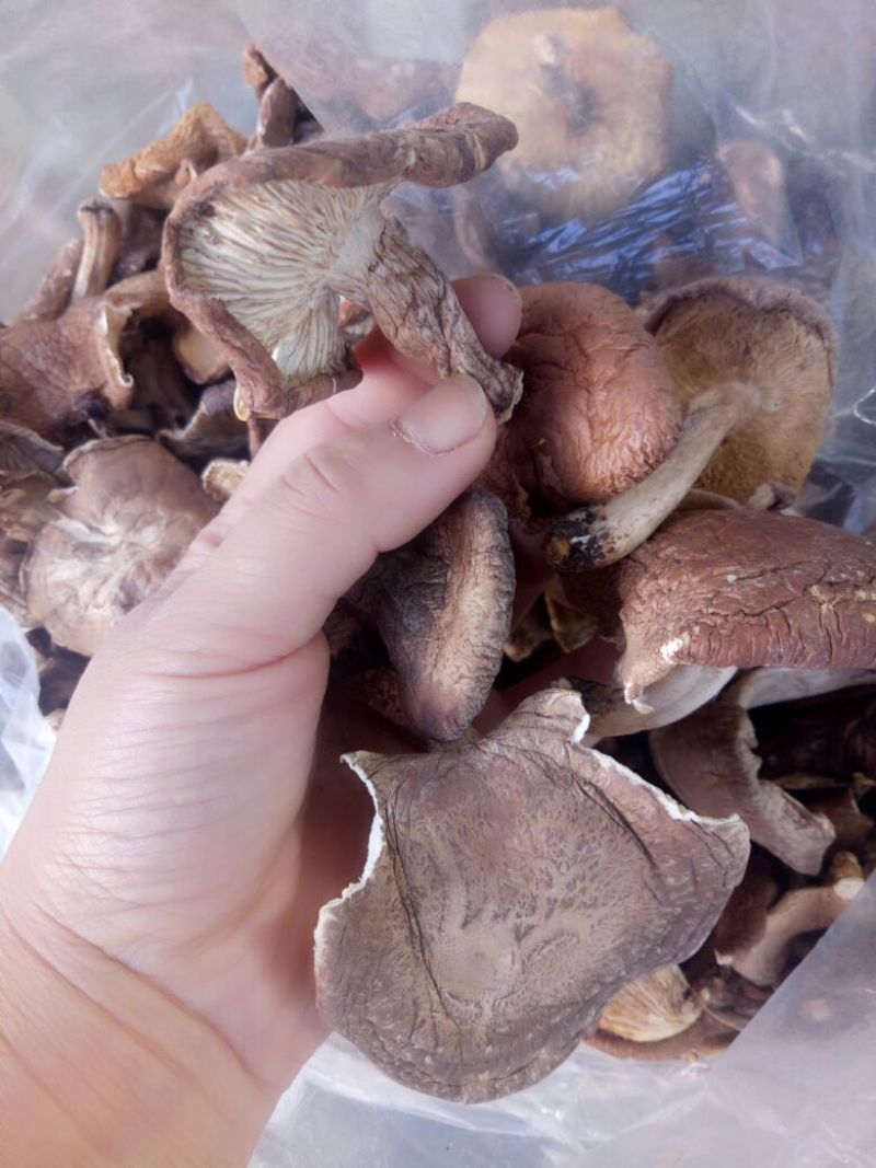 干蘑菇特级4cm