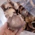 干蘑菇特级4cm