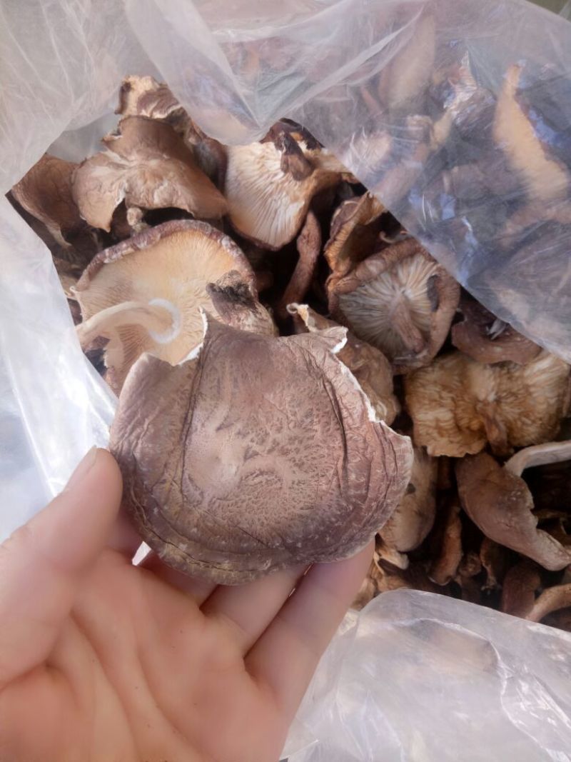 干蘑菇特级4cm