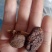 干蘑菇特级4cm