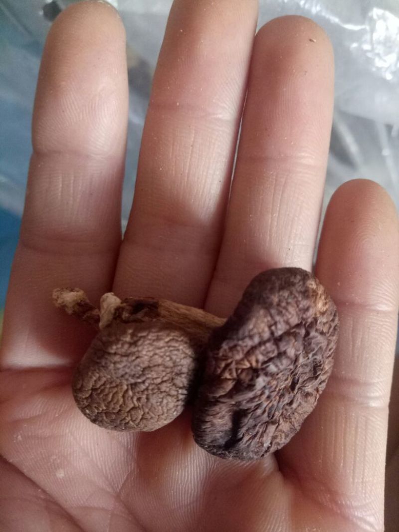 干蘑菇特级4cm