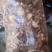 干蘑菇特级4cm