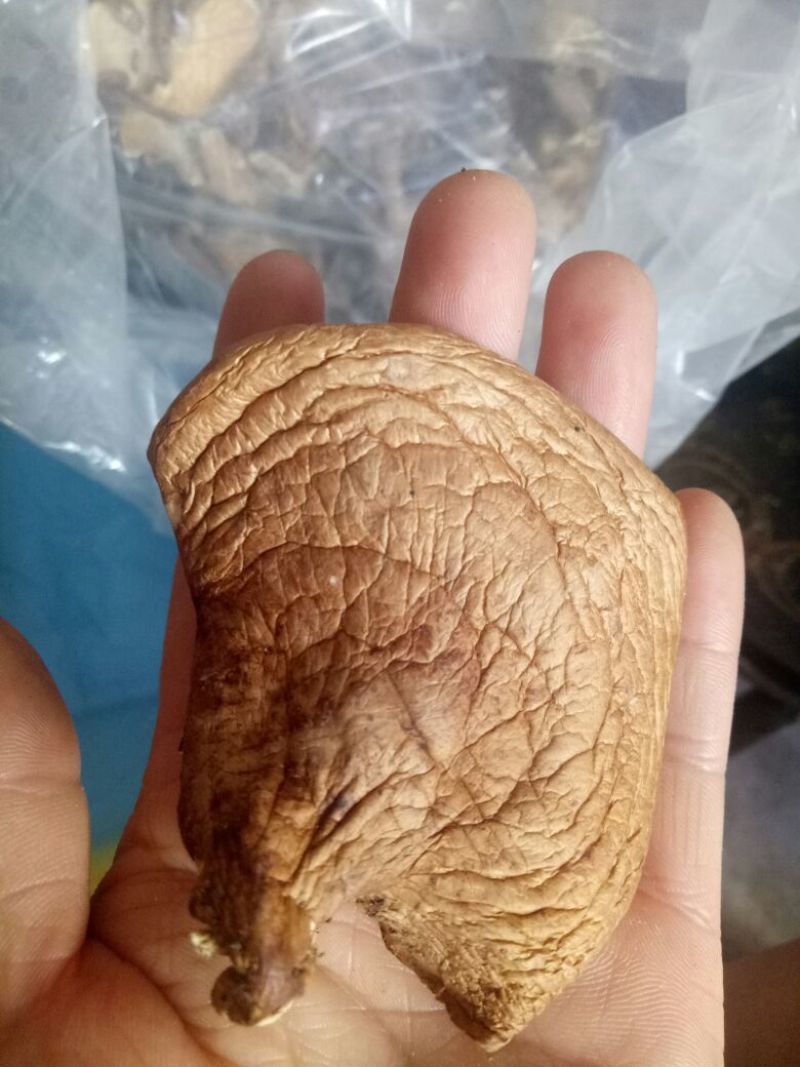 干蘑菇特级4cm