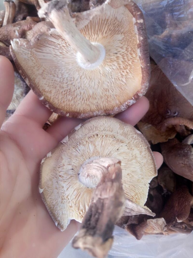 干蘑菇特级4cm
