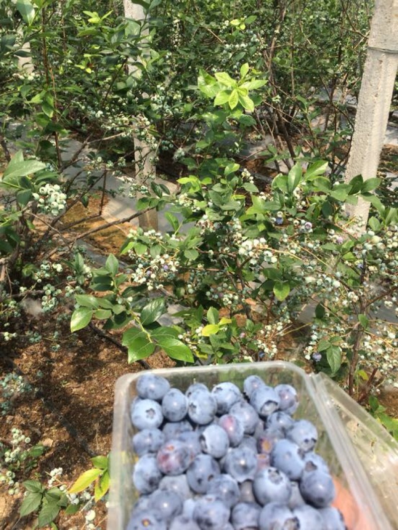 蓝莓