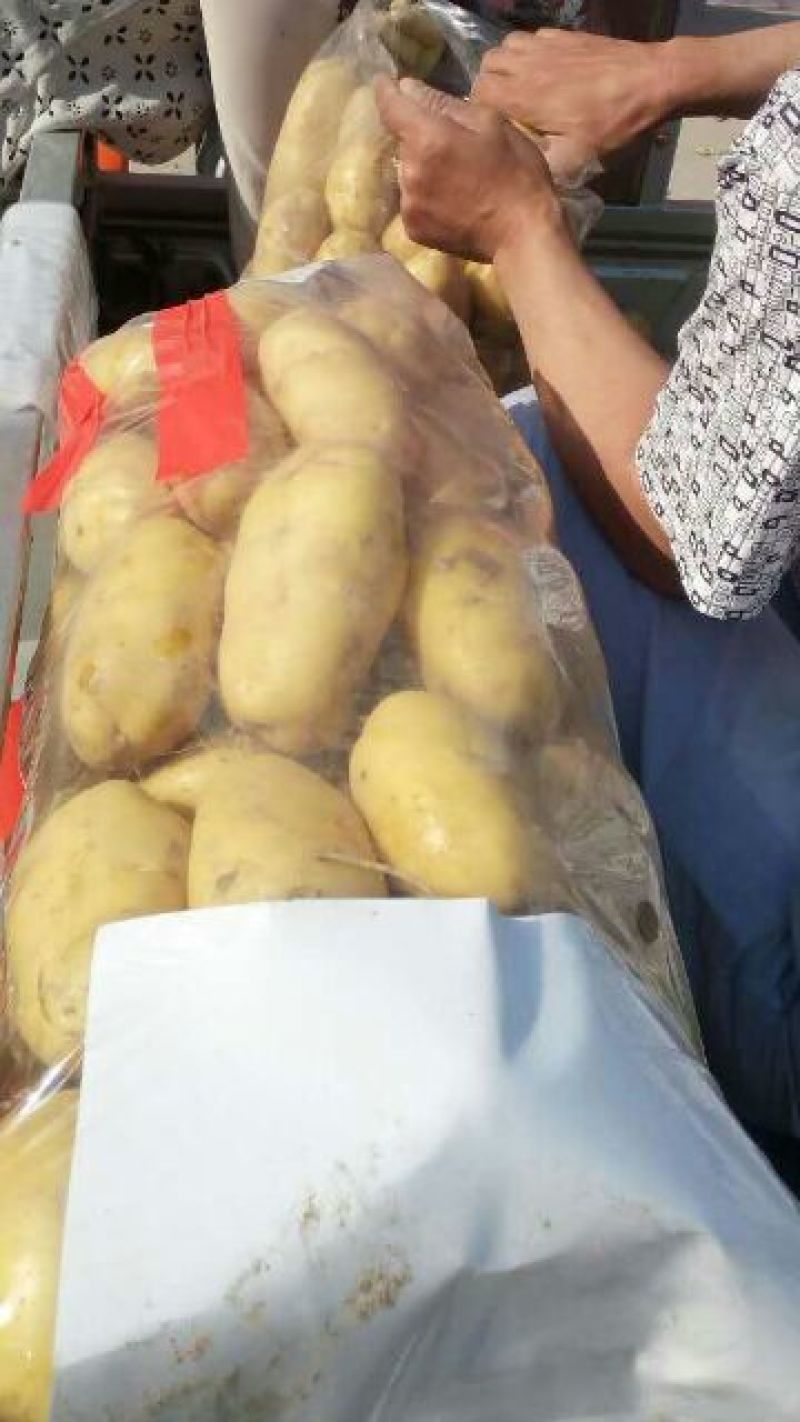 沃土，v7，荷兰十五土豆市场收购，铁棚可存放100吨