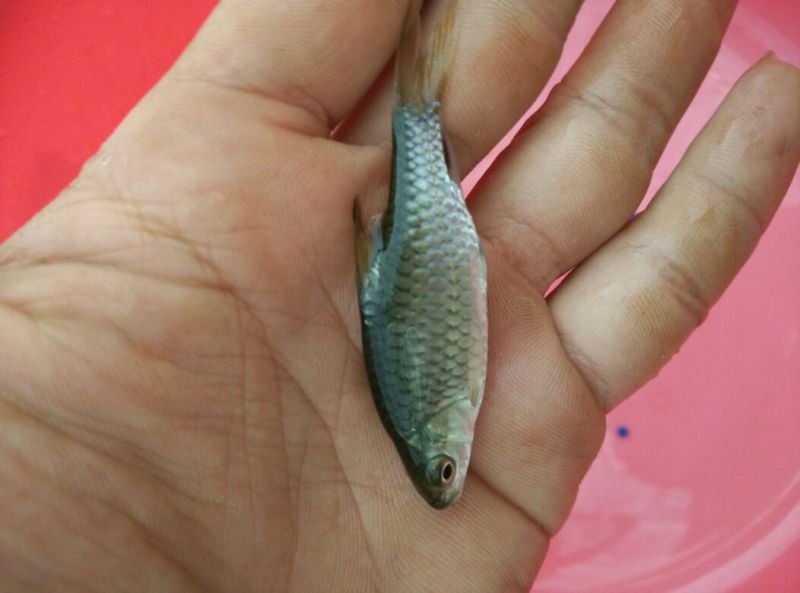 倒刺鲃军鱼苗红面竹鱼苗青竹鲩鱼苗青竹鲤鱼苗竹百鲤