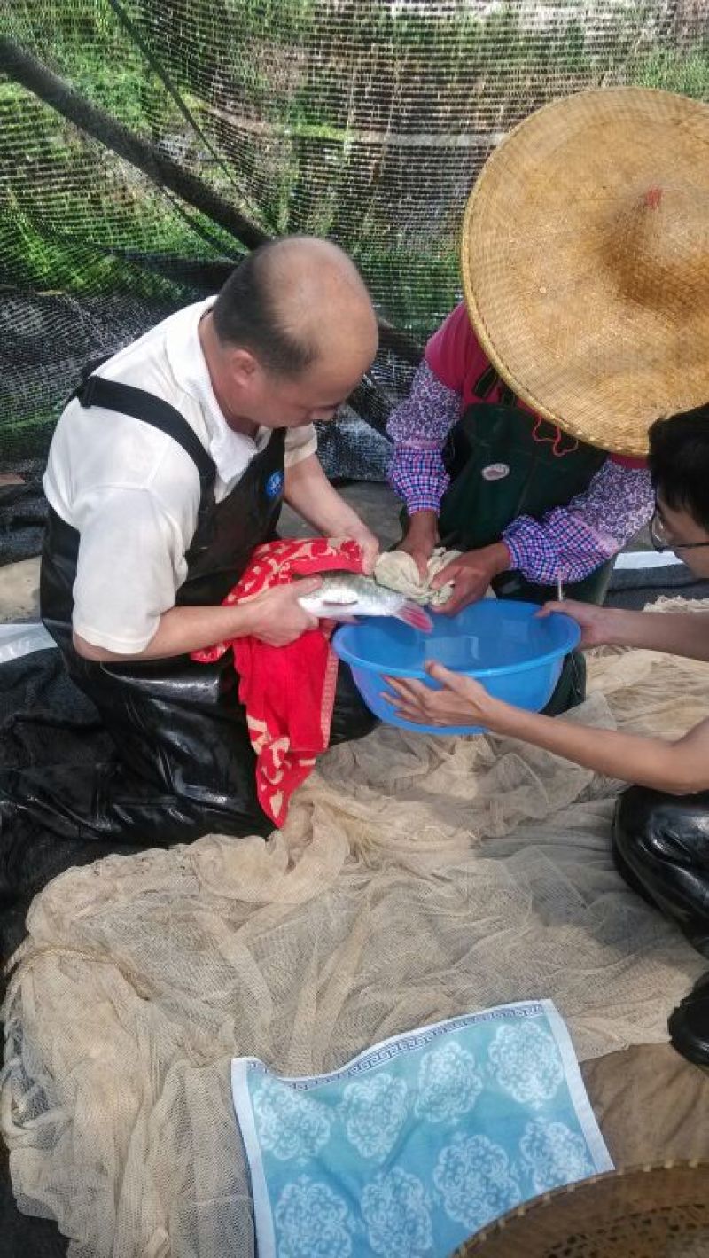 倒刺鲃军鱼苗红面竹鱼苗青竹鲩鱼苗青竹鲤鱼苗竹百鲤
