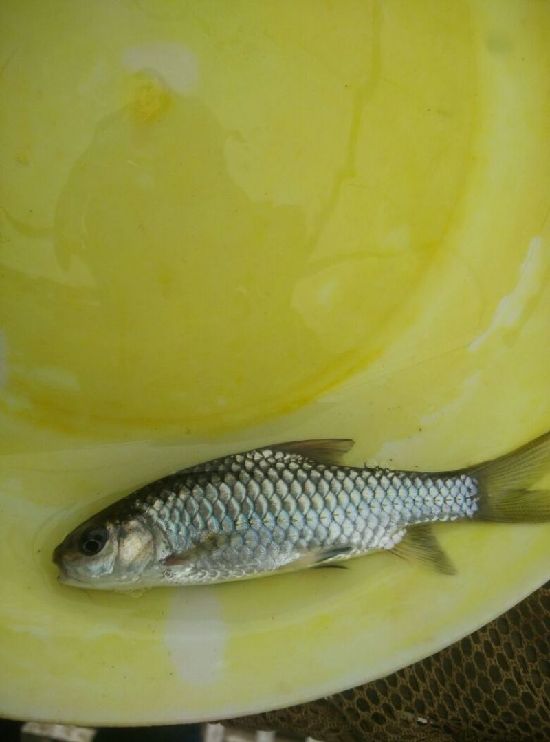 倒刺鲃军鱼苗红面竹鱼苗青竹鲩鱼苗青竹鲤鱼苗竹百鲤