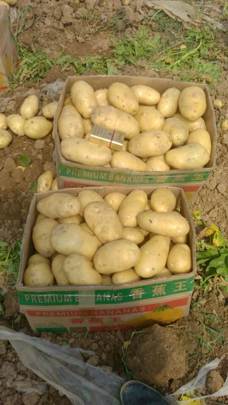 土豆精品4两以上