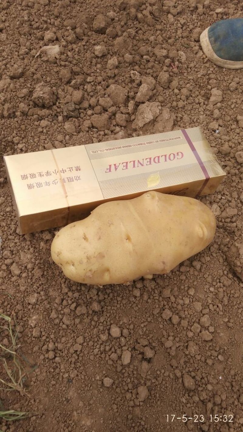 土豆精品4两以上