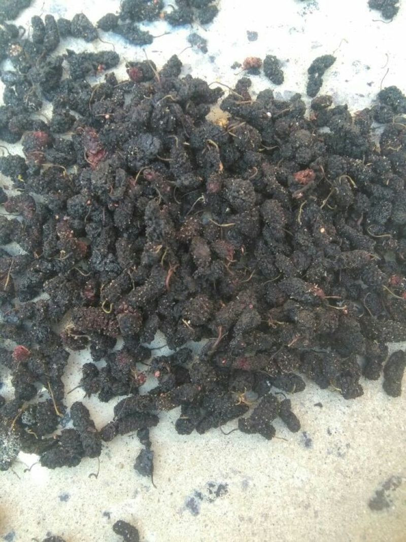 桑葚干