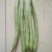 矮生刀豆10cm以下