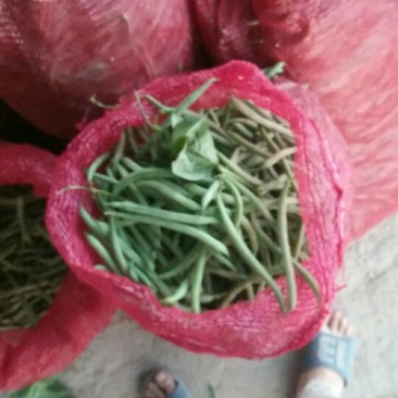 矮生刀豆10cm以下