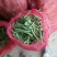 矮生刀豆10cm以下
