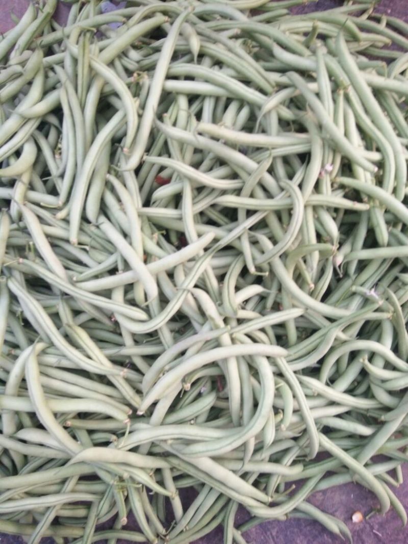 矮生刀豆10cm以下