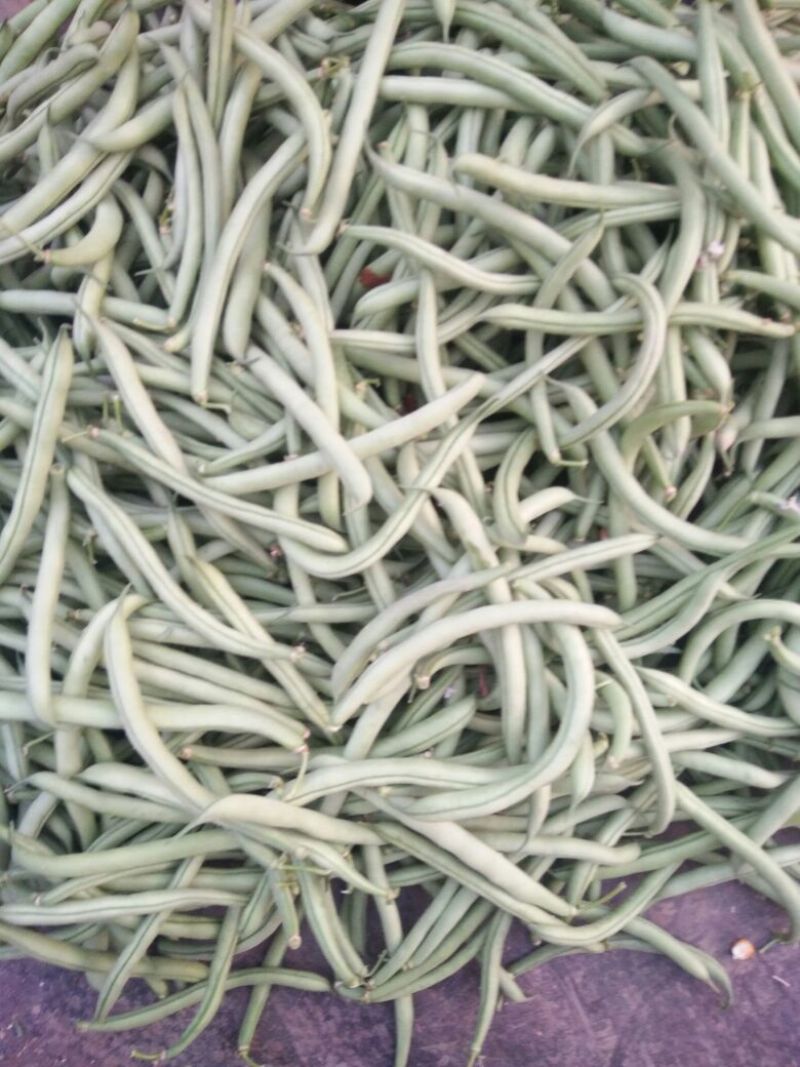 矮生刀豆10cm以下