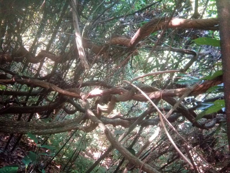过江龙