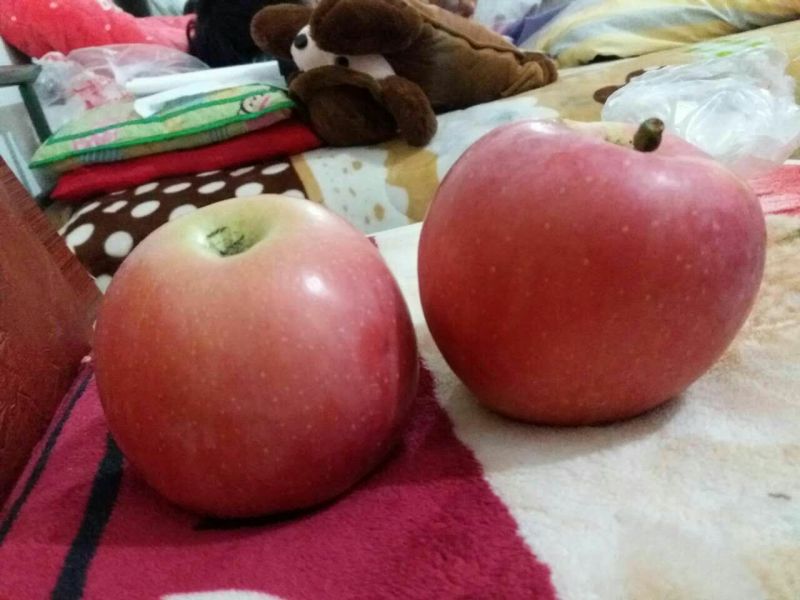 红富士苹果75mm以上膜袋，陕西红富士膜袋苹果直发