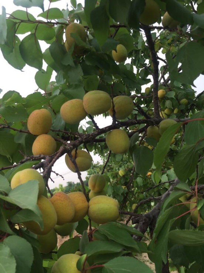 凯特杏，适合小商，超市，散卖客户