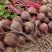 萝卜种子