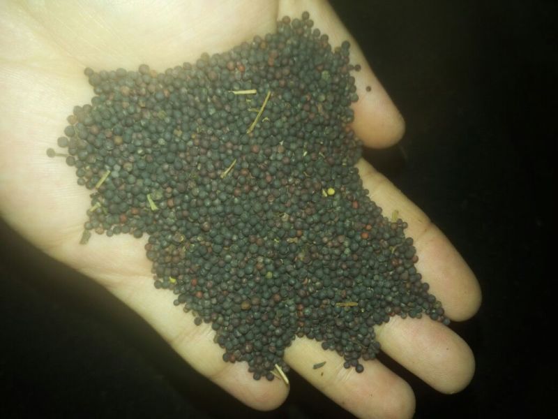 油菜籽