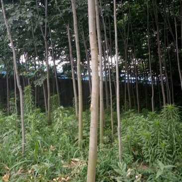秋花栾树6~8cm4~6cm3~3.5米
